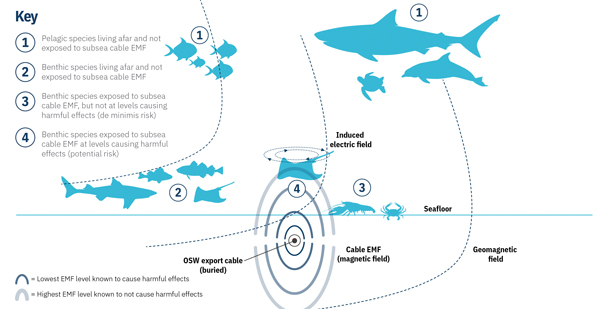 Figure 1. EMFs generated by undersea cables have different potential impacts on different groups of marine animals Fig1 Integral Corp