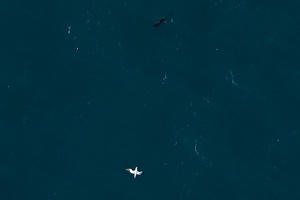 Gannet and Dolphin