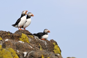 SSE partners with Microsoft Avanade and Naturescot for puffin monitoring pilot
