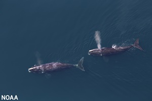 These two rare North Atlantic right whales were photographed by the NOAA's Northeast Fisheries Center aerial survey team in May 2016. (Tim Cole/NOAA Fisheries, NEFSC) Photo Aerial North Atlantic Right Whales NEFSC photo Landscape