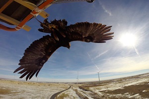 golden eagle flatirons nrel 300 200